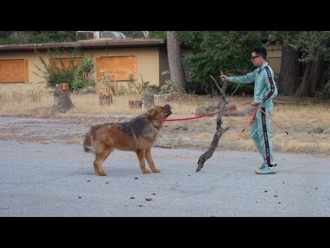 My Craziest Training Session! Tibetan Mastiff Training Pt.3 !!
