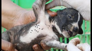 Help spray remove fleas from newborn puppy part4