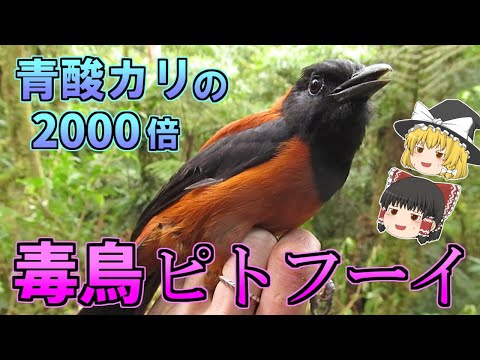 ゾステロプスについて詳しく解説