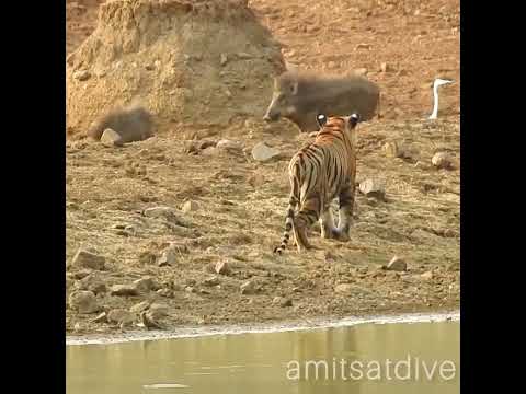 Tigre à la chasse au sanglier