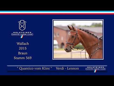 Holsteiner Sommer-Reitpferdeauktion | Nr. 12 Quantico vom Klint v.  Q-Verdi - Lennon