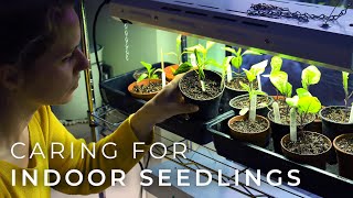 Caring for Indoor Seedlings // Watering, Light, Fungus Gnats, Repotting, and Leggy Seedlings