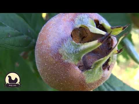 MOJE SELO: Zašto je zapostavljena mušmula?, plus: sve o uzgoju jabuke, pistaća, pčelarstvu