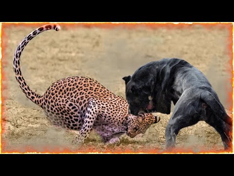 Cane Corso VS Leopard