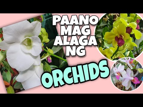 ORCHIDS BASIC CARE TIPS FOR BEGINNERS || ORCHIDS 101