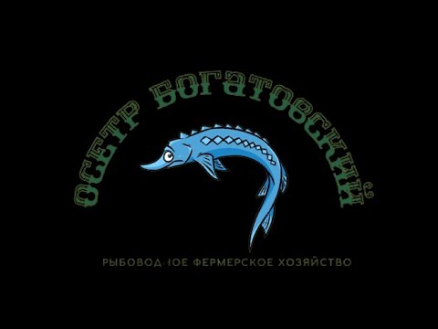 Осетр для зарыбления прудов и бассейнов