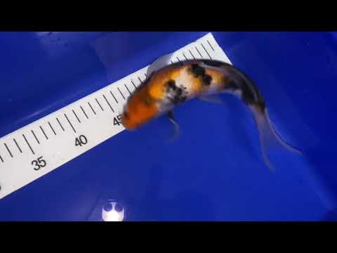 Butterfly Longfin Showa von Suda, 25-35cm