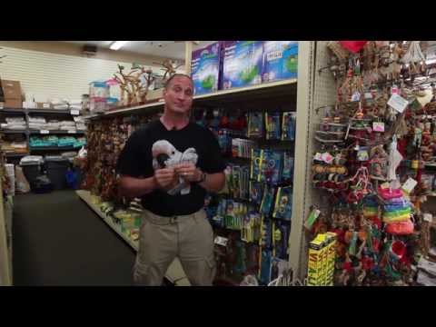 YouTube video about: How to get a pet bird out of a tree?