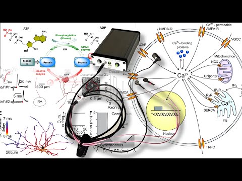 Bisensory Neuromodulation: Variability in Spike Timing & Why Milliseconds Matter
