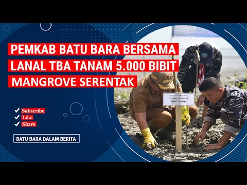 HARI MANGROVE SEDUNIA, PEMKAB BATU BARA BERSAMA LANAL TBA TANAM 5.000 BIBIT MANGROVE SERENTAK