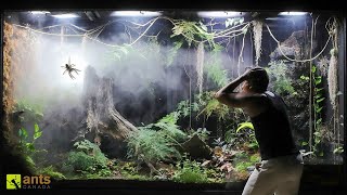 How a Huntsman Spider Returned From the Dead in My Giant Rainforest Vivarium