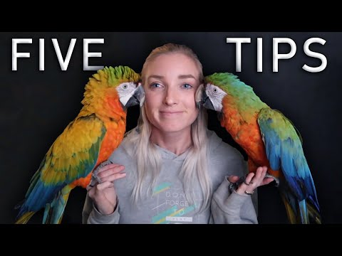 5 General Bird Care Tips For Beginners