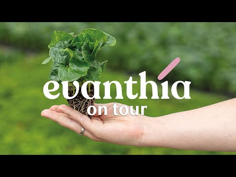 Short Evanthia On Tour Day 3 Tropical Seeds