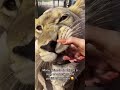 Big Cat Mouthing Affection! AMAZING