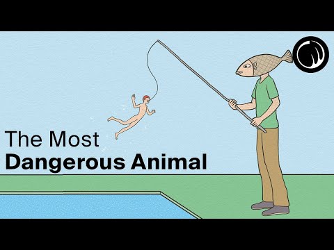 Possibly The Most Dangerous Animal In The World