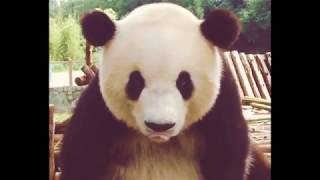 funniest panda gifs
