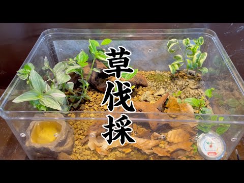 スベリヒユカエル 植物