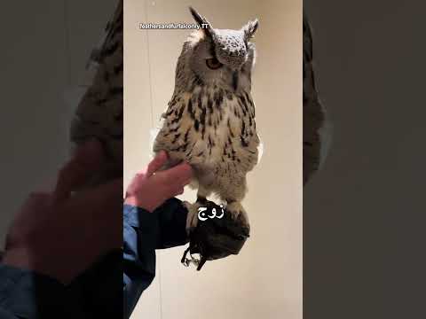 أشياء غريبة جداً عن البوم تكتشفها لأول مرة #동물 #طيور