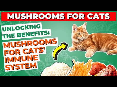 Unlocking the Benefits: Mushrooms for Cats' Immune System