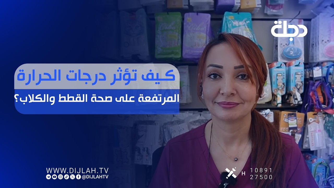 فيديو | كيف تؤثر درجات الحرارة المرتفعة على صحة القطط والكلاب؟