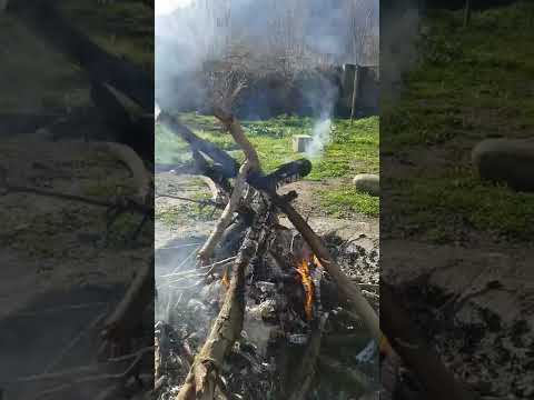 song : maziar fallahi ( father ) #شمال #طبیعت nature