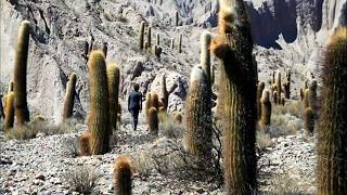 Cactus - Gustavo Cerati