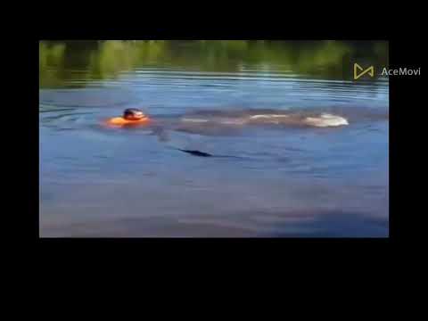 🔴 Crocodile attacks soccer player Jesús Alberto Lopez