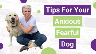 How to HELP Your Dog with Fear and Anxiety in 3 Steps!