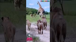 Download lagu AKSI HEROIK INDUK JERAPAH LINDUNGI ANAKNYA DARI KAWANAN SINGA AFRIKA YANG MENGANCAM #animals #shorts mp3