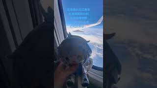 北海道旅行にすうぬいを連れて行ってみた！ #水宮枢 #うみゃうにゃはっぴーらいふ