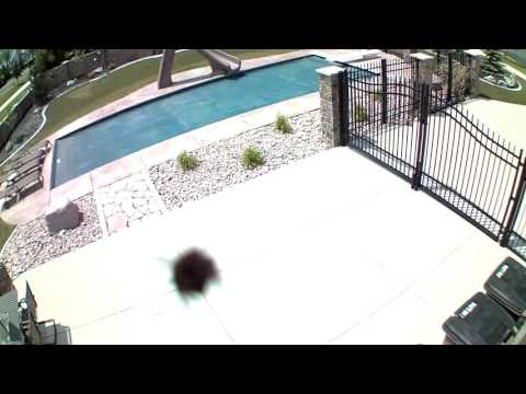 Crazy Bee Attacks Camera