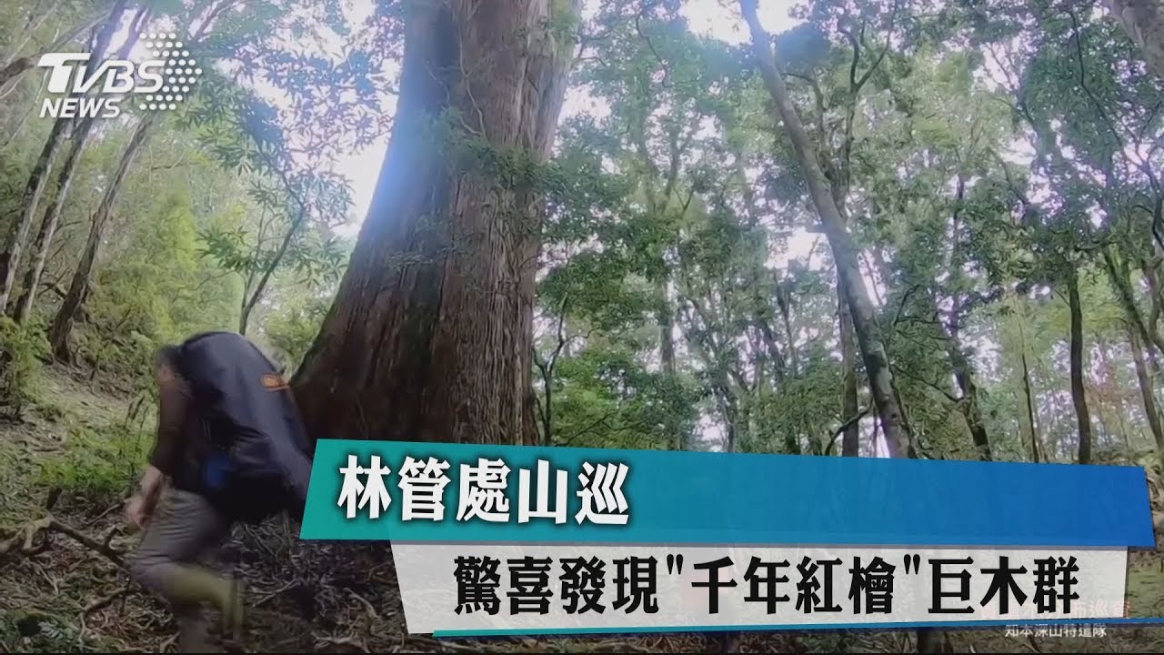 林管處山巡 驚喜發現「千年紅檜」巨木群