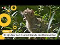 Roofdieren komen terug naar Nederland