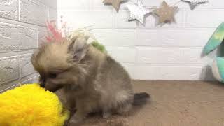 ハーフ犬の動画01