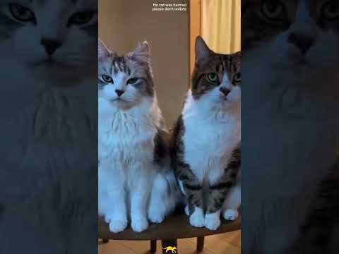 Happy Archive#Joy Bits