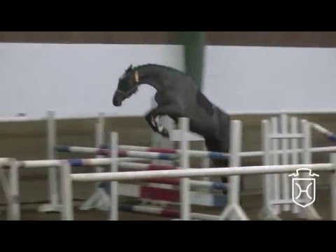 11 Holsteiner Stute von Cayado - Caretino - Lord