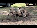 It S A Boy Baby Zebra Born At Disney S Animal Kingdom