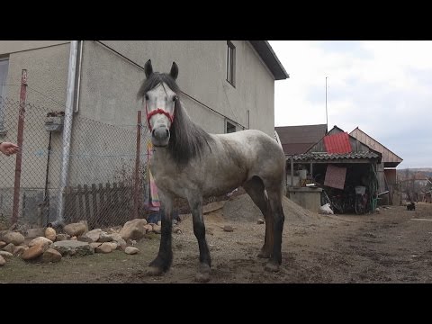 Caii lui David de la Luna de Sus, Cluj 2017