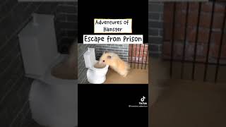 ハムスターの冒険 〜監獄からの脱出〜[アニマルTikTok]