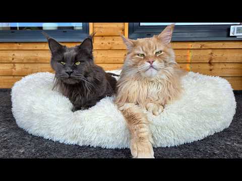 Buster Orders a New Bed!