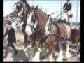 "Heavy Horses" in slow motion - song and lyrics ...