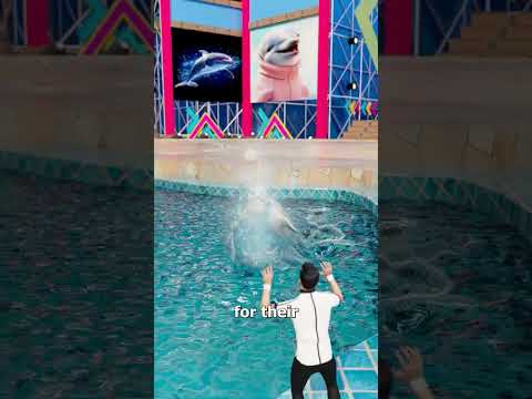 Rescued By A Beluga Whale 😮