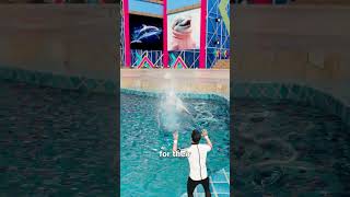 Rescued By A Beluga Whale 😮