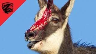 ► Eagle vs Mountain Goat  - THE RAMBO GOAT - animal fight 2016