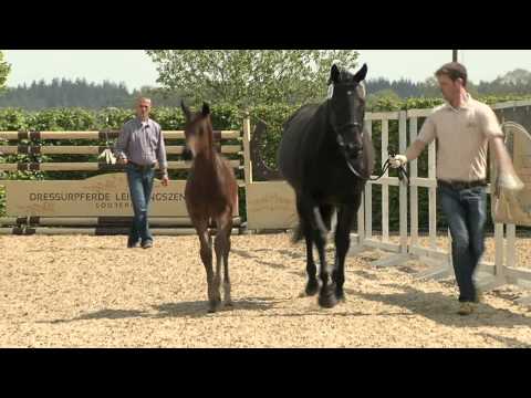 "Fortissimo S" von For Romance x Weltissimo