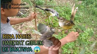 Download lagu quick trick to attract ciblek birds 👍 mp3 Download lagu quick trick to attract ciblek birds 👍 mp3