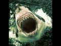 Great White Shark