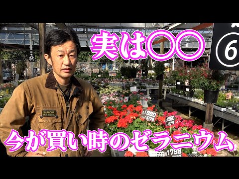 ゼラニウムマクロリズムのメンテナンス