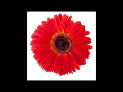 Iris de schepper, cover Use somebody 2010