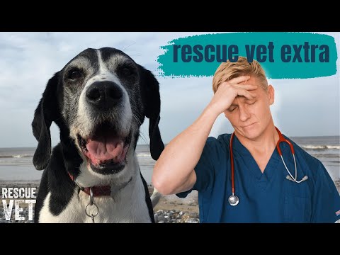 I Had to Rehome My Rescue Dog: Dave's Story | Rescue Vet Extra with Dr Scott Miller